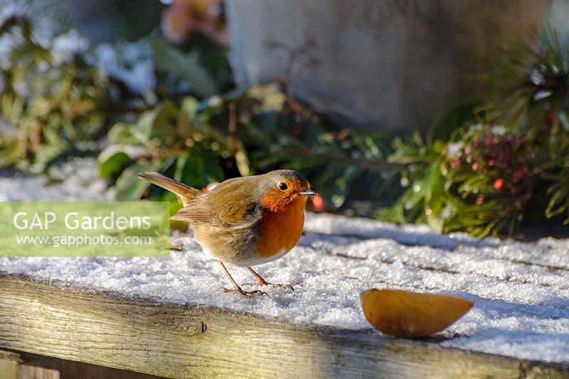 European Robin - Erithacus rubecula sur une table de jardin avec une pomme, le gel et la neige en janvier.