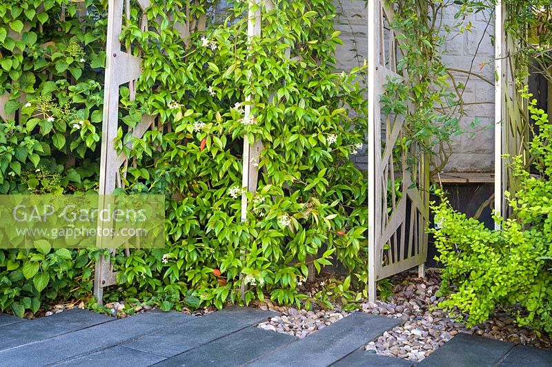 Les écrans décoratifs soutiennent l'escalade de Trachelospermum jasminoides dans un jardin moderne au nord de Londres par Earth Designs.