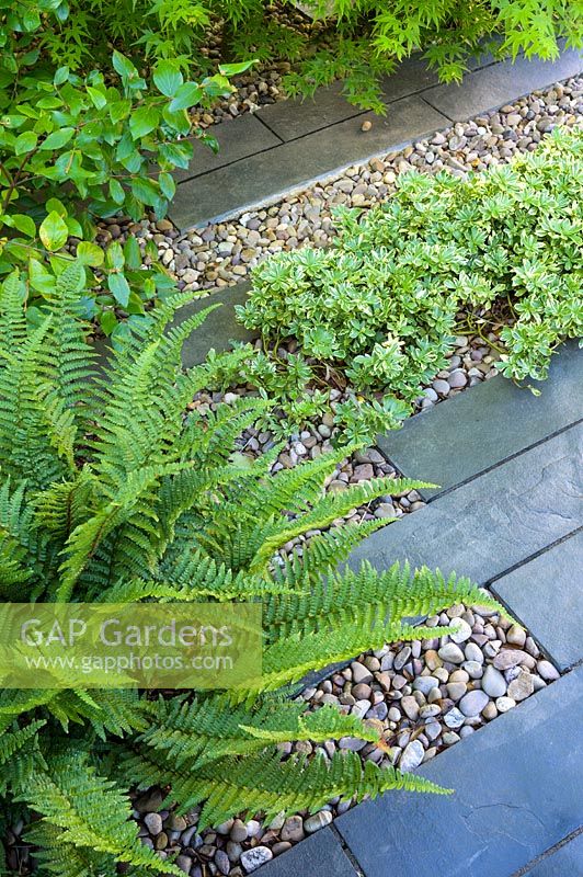 Pachysandra terminalis «Silver Edge» et la fougère poussent parmi les dalles de calcaire noir et les galets polis japonais dans le jardin moderne du nord de Londres par Earth Designs.