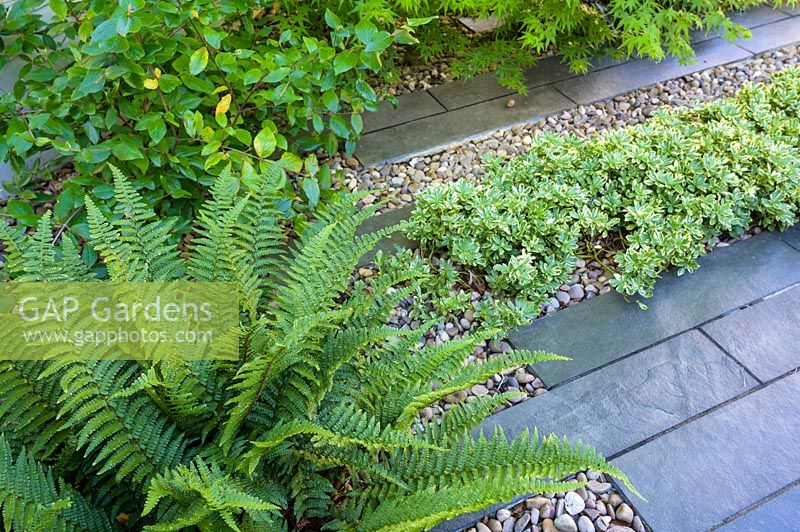 Pachysandra terminalis «Silver Edge» et la fougère poussent parmi les dalles de calcaire noir et les galets polis japonais dans le jardin moderne du nord de Londres par Earth Designs.
