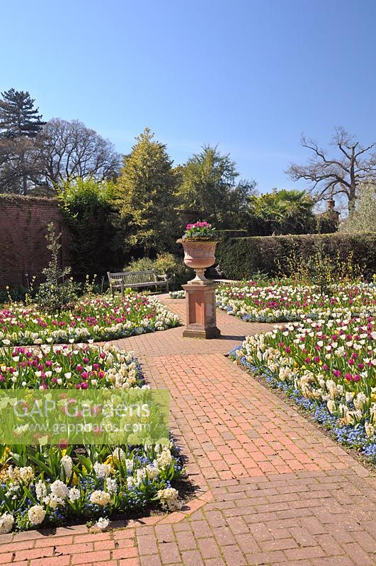Le jardin clos au printemps avec jacinthe blanche, Tulipa 'Purple Prince' et Tulipa 'White Dream' - RHS Garden Wisley, Surrey, UK