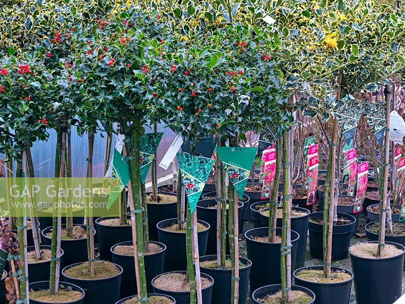 Ilex - Holly - arbres formés en pots à vendre à polytunnel