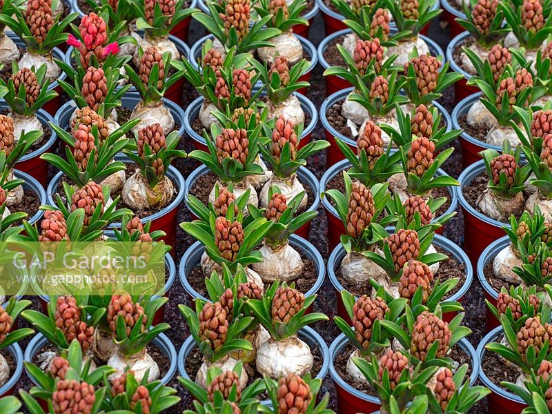 Hyacinthus 'Jan Bos' entrant en croissance dans des pots en plastique dans une pépinière de jardin