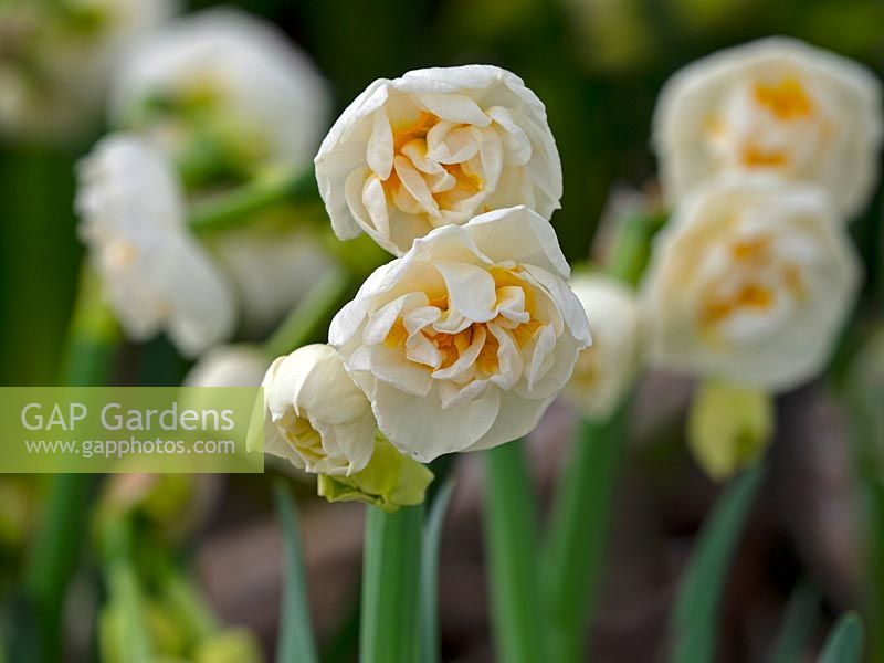 Narcisse 'Bridal Crown' fleurs en pot à vendre dans une pépinière de jardin