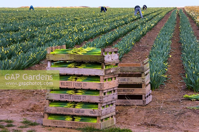 Champs de jonquilles commerciales dans la ferme côtière de Norfolk en mars.