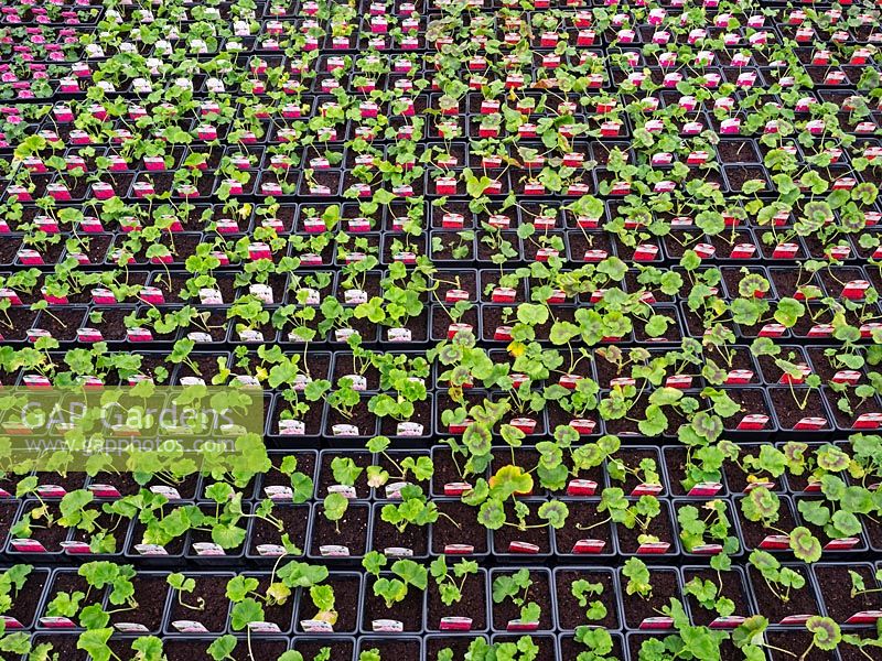 Pelargonium - Plantes en bouchon de géranium sous verre en pépinière de jardin.