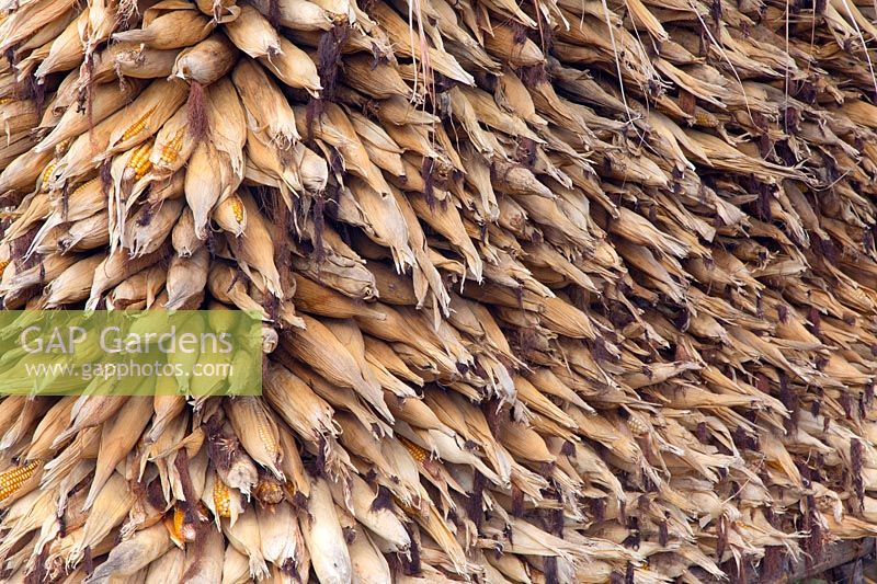 Le séchage du maïs sous l'avant-toit, Ghandruk, Népal.