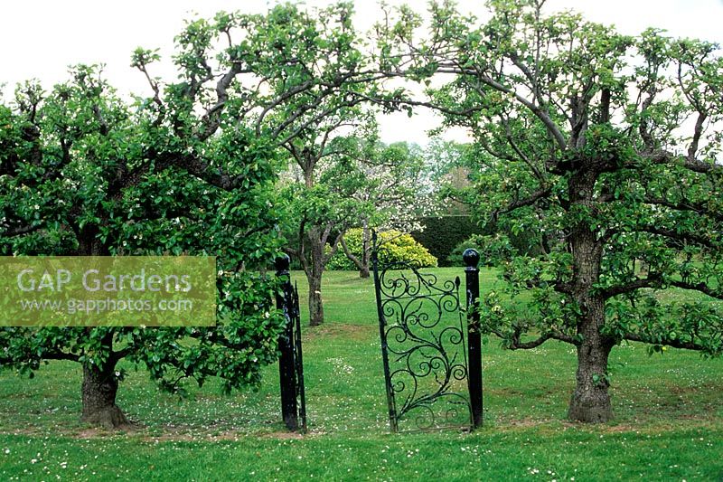 Pyrus - Poire - vieux arbres formés de chaque côté d'une porte métallique