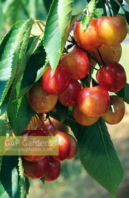 Prunus cerasus - Cerise