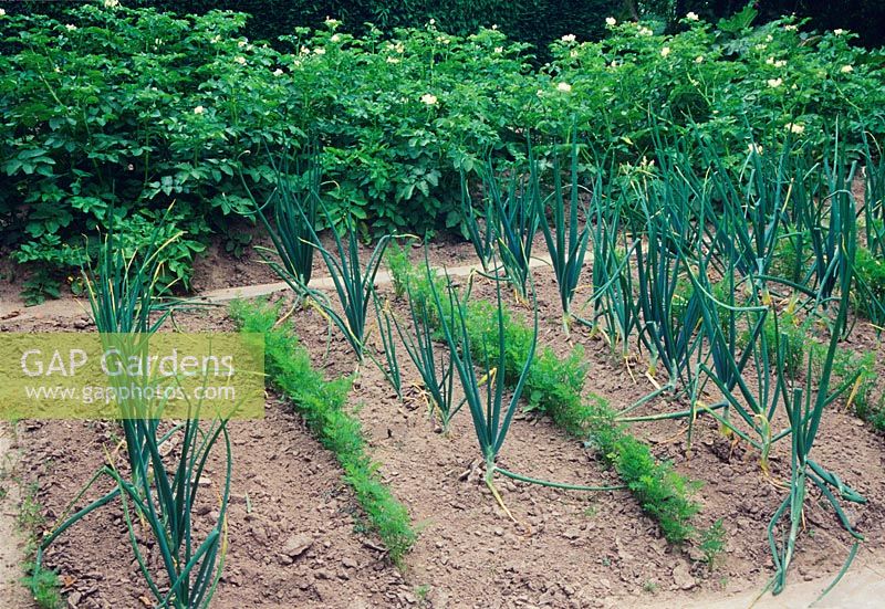 Chemin de légumes planté de rangées d'oignons - Allium cepa et carottes - Daucus carotta