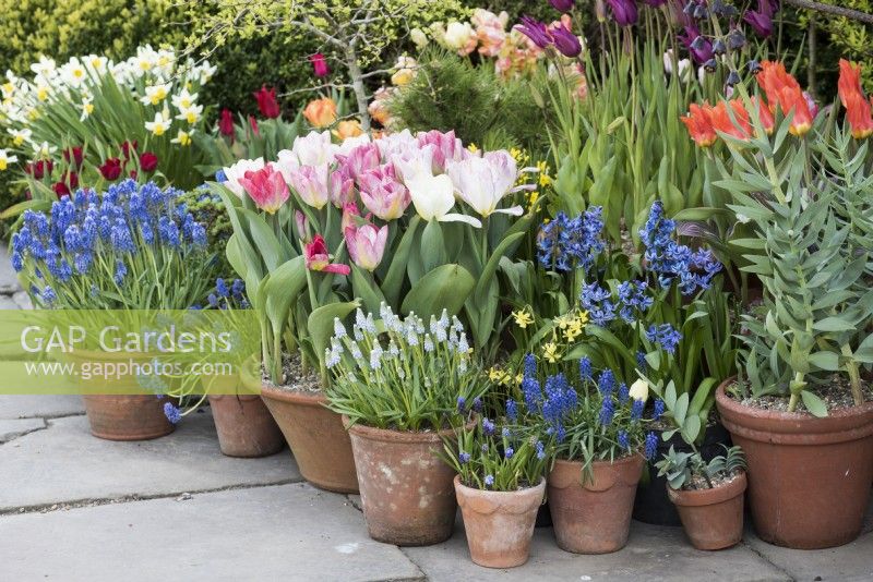 Pots de bulbes de printemps à Great Dixter en avril, y compris des tulipes, des narcisses, des fritillaires et des muscari