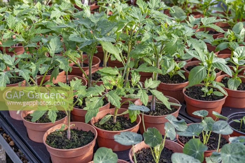Semis de tomates jeunes plants en mai