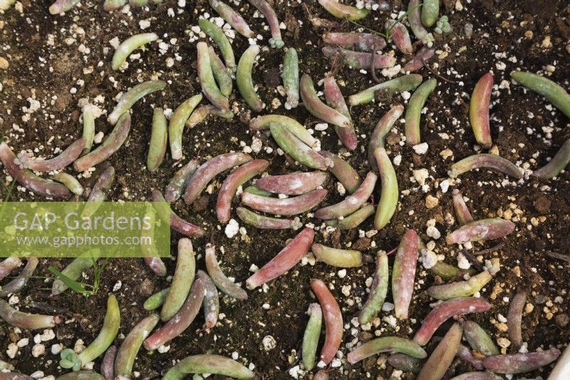 Echeveria en forme de ver - Plantes succulentes poussant dans un sol enrichi de vermiculite, Québec, Canada