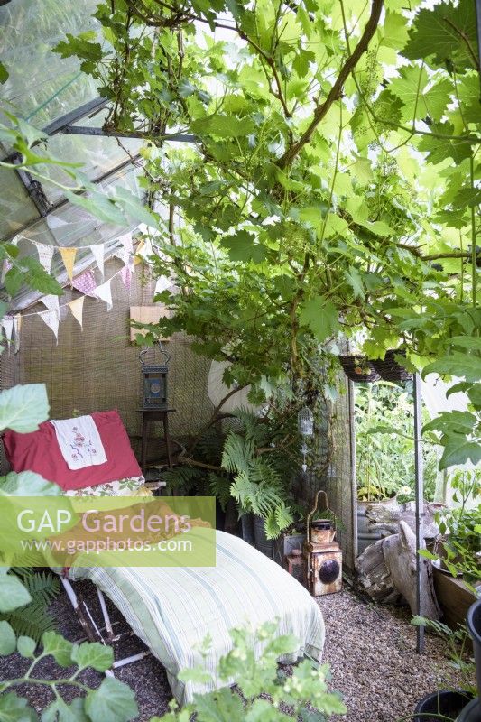 Serre utilisée comme maison d'été ombragée avec vigne et chaise longue dans un jardin de cottage en juin