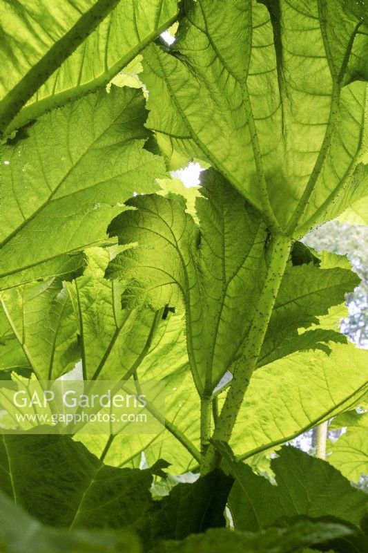 Gunnera tinctoria - Sous les feuilles de rhubarbe chilienne en été