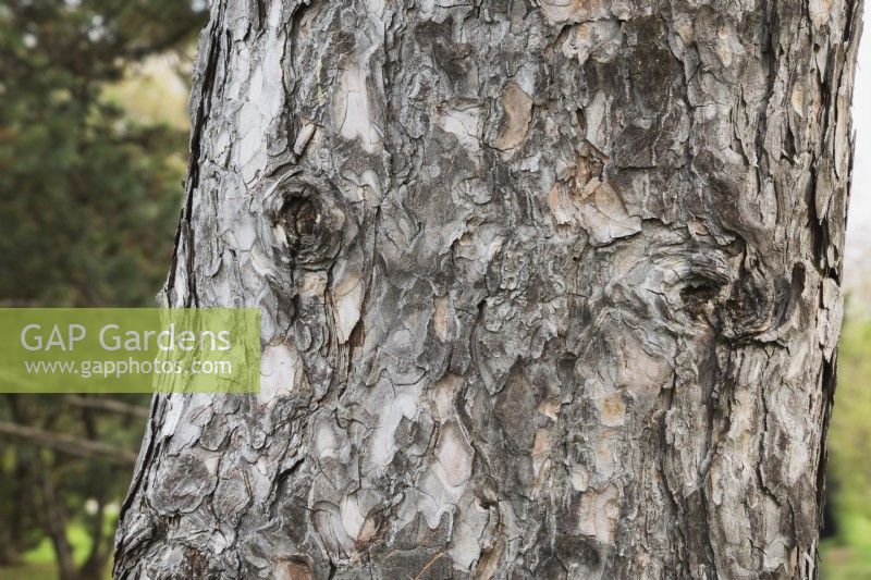Yeux sur Pinus nigra var. Laricio - tronc d'arbre de pin corse formé à partir de la croissance des callosités autour du bord des plaies où les branches ont été sciées, Québec, Canada