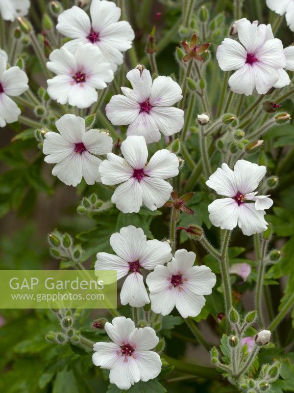 Geranium madarense alba Norfolk mai
