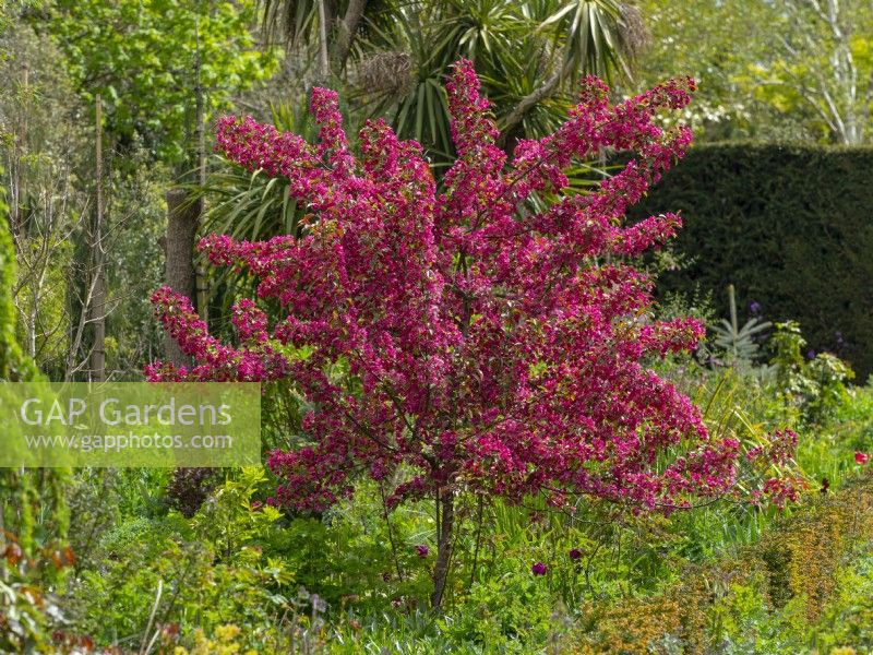 Malus 'Indian Magic' - Pommier sauvage Norfolk May