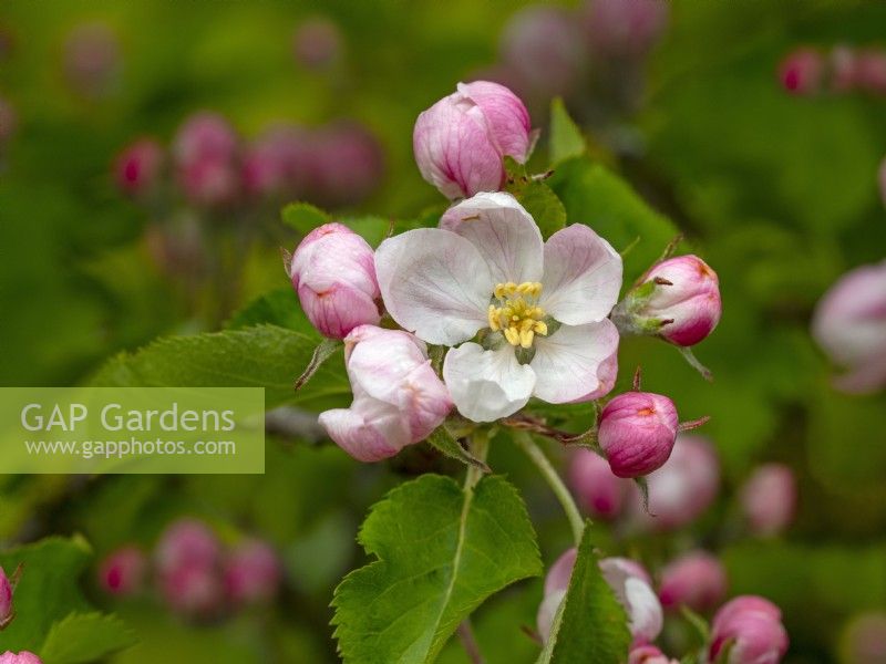 Malus domestica Bramley Apple Blossom Avril Norfolk