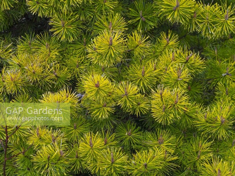 Pinus contorta 'Frisian Gold' mi-avril Norfolk