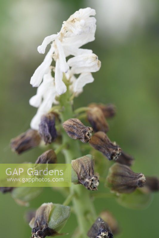 Muscari latifolium 'Grape Ice' Grape Jacinthe Gousses de graines se formant lorsque les fleurs meurent Mai