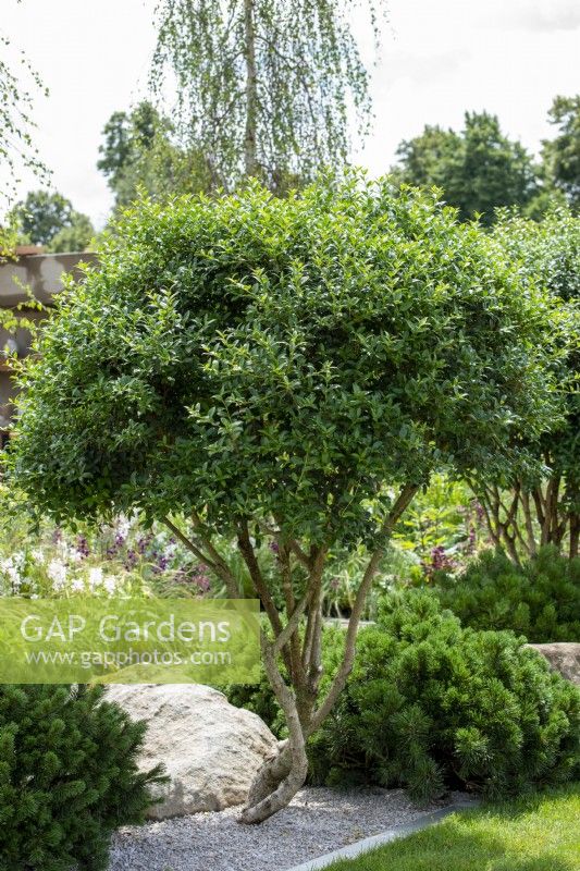 Osmanthus x burkwoodii multitronc sous-planté avec Pinus mugo 'Mops' - The Viking Friluftsliv Garden - RHS Hampton Court Festival 2021