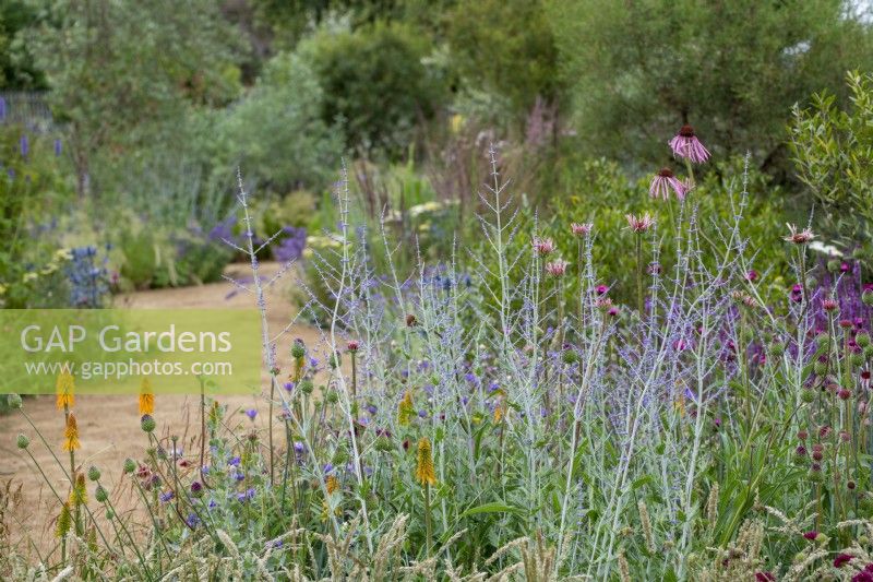 Perovskia 'Blue Spire' avec Kniphofia 'Mango Popsicle' et Echinacea pallida dans l'emblématique jardin des héros horticoles par Tom Stuart-Smith - RHS Hampton Court Palace Festival 2021