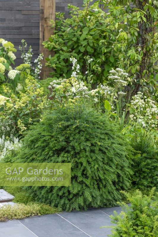 Un endroit pour se retrouver. Hampton Court Flower Festival 2021. Des boules d'if ponctuent les coins au milieu de la palette végétale reposante de vert et de blanc.