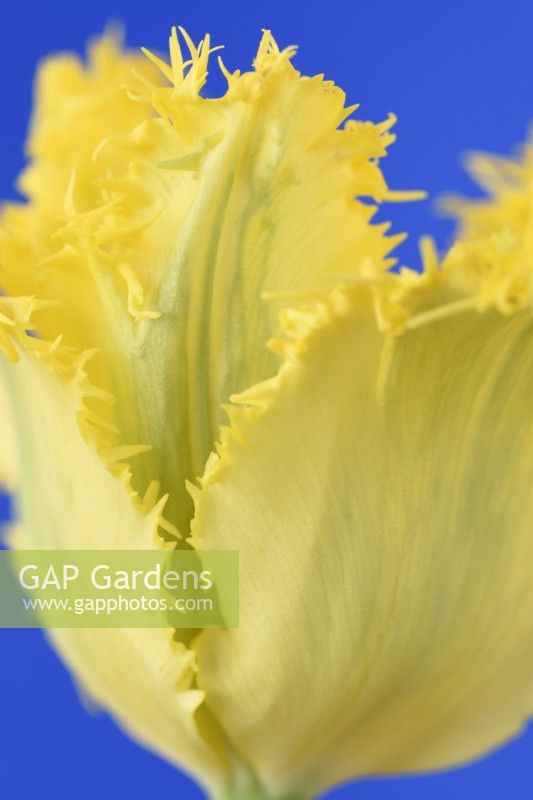 Tulipa 'Yellow Valery' Tulip Fringed Group Avril