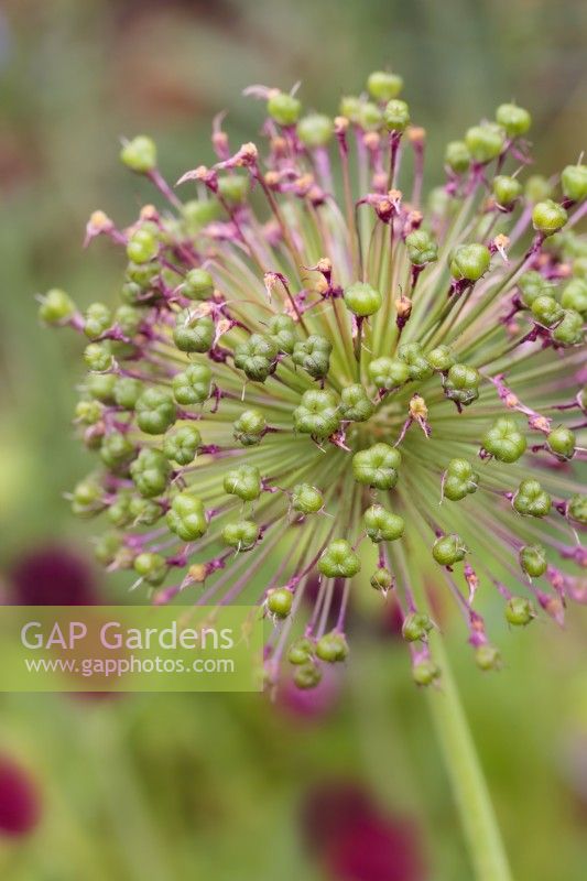 Graines d'Allium 'Purple Sensation' - Juin