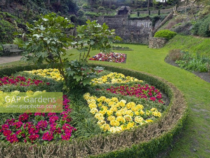 Primula annuelles et fort jardin de plantation de couverture à Norwich Norfolk mi-avril Norfolk