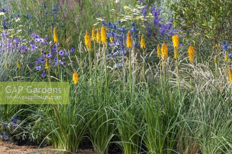 Jardin emblématique des héros horticoles. Une prairie vivace résistante au climat. Hampton Court Flower Festival 2021. Kniphofia 'Mango Popsicle' en combinaison avec des graminées ornementales, de l'eryngium et de la catanache.