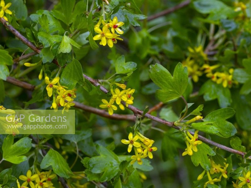 Ribes odoratum - Buffalo groseille mi-avril Norfolk