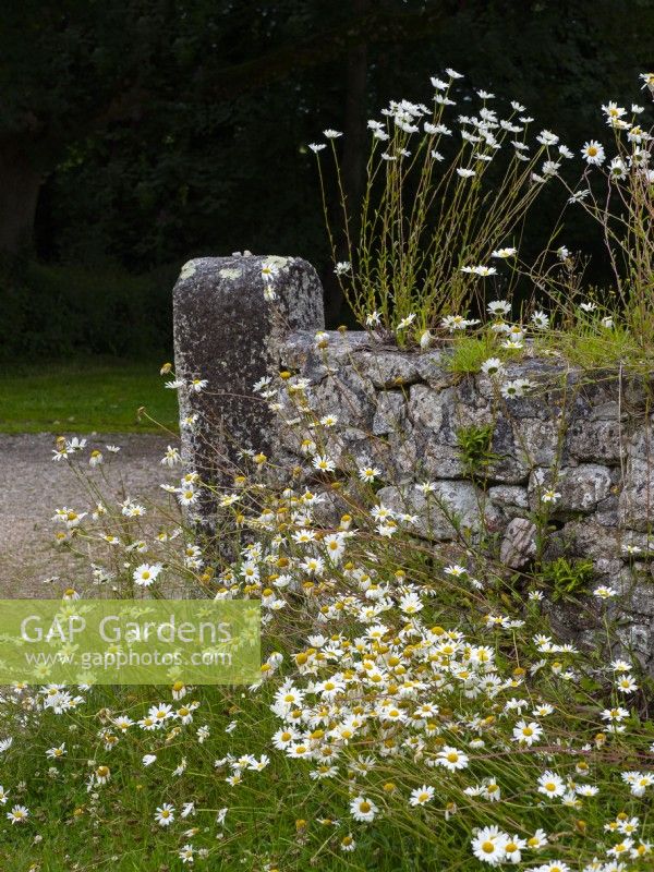 Oxeye daisy - Leucanthemum vulgare poussant sur et autour d'un mur de pierres sèches dans le jardin de Cornouailles Juillet