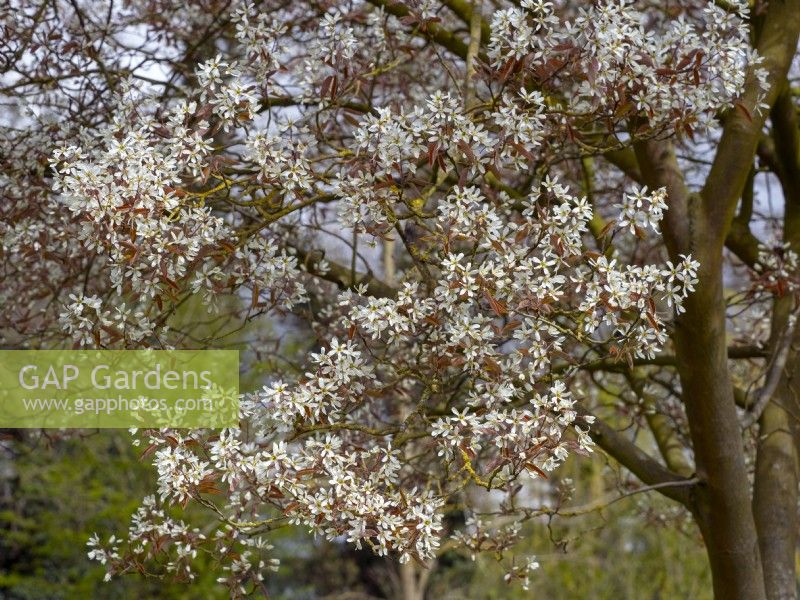 Amelanchier canadensis en fleurs mi-avril Norfolk