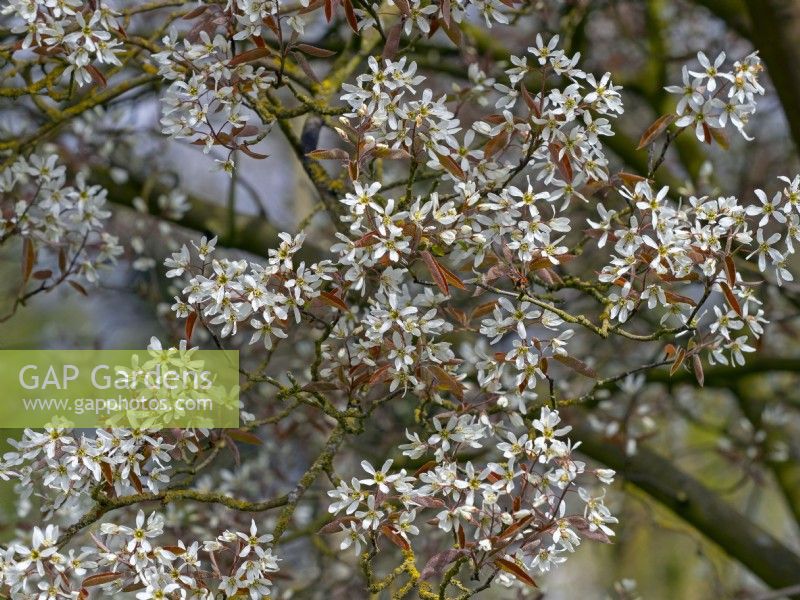 Amelanchier canadensis en fleurs mi-avril Norfolk