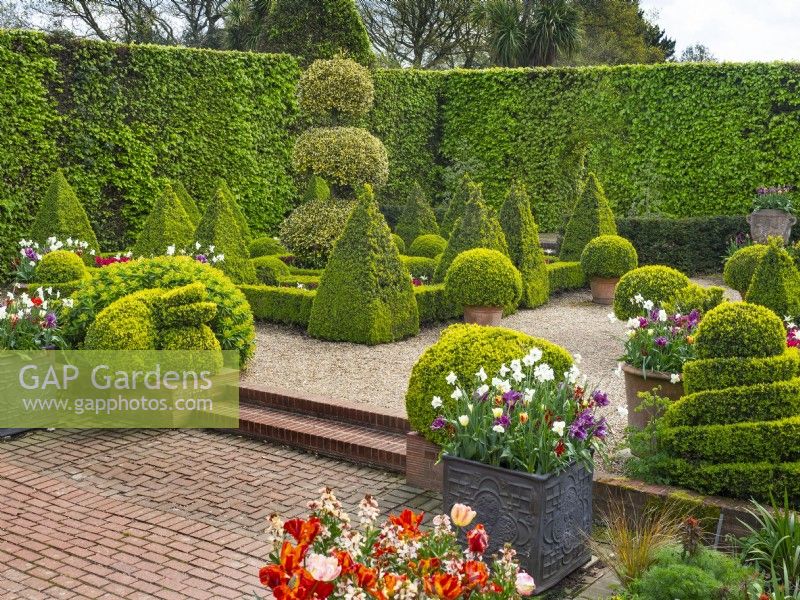 Le jardin hollandais avec topiaire fort coupé et haies de charme à Old Vicarage, East Ruston