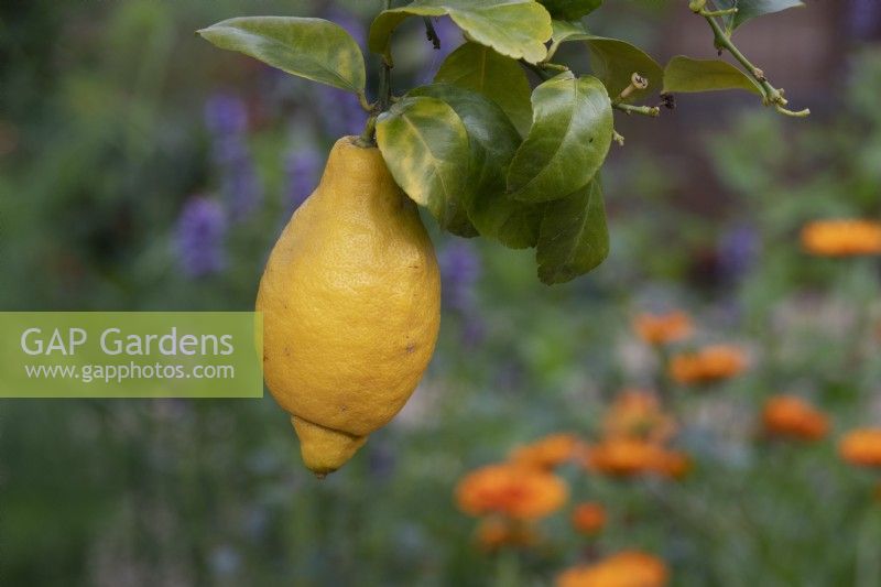 Agrumes x limon - Citron