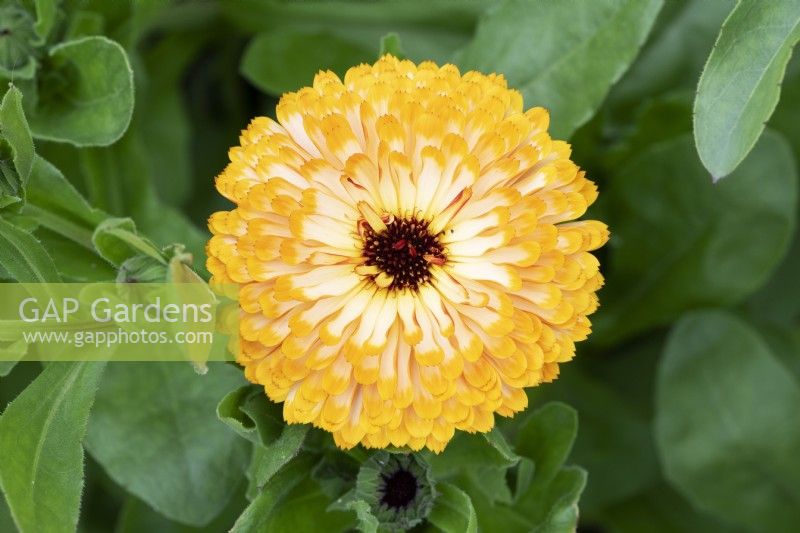 Calendula officinalis 'Art shades' - Pot Marigold