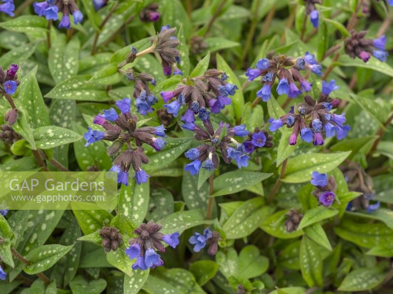 Pulmonaria 'Weetwood Blue' en fleur mi-avril Norfolk