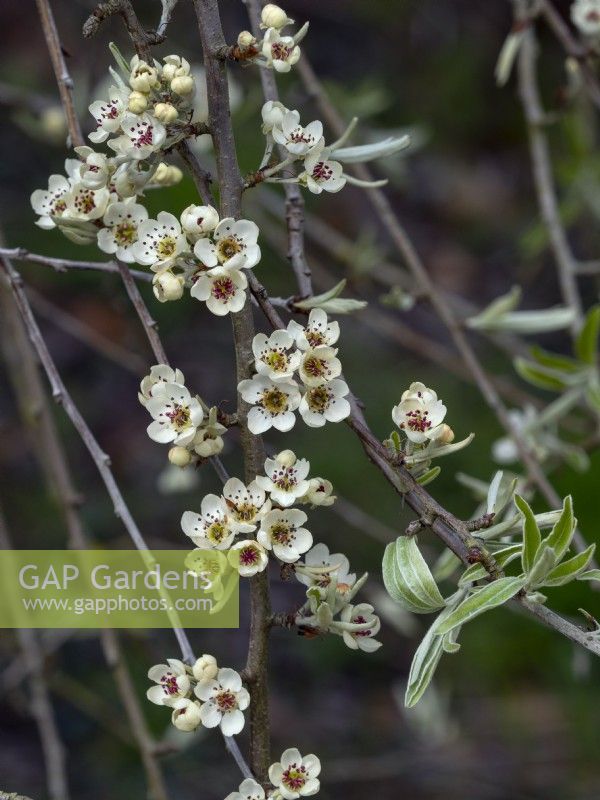Pyrus salicifolia 'Pendula' - Poire à feuilles de saule pleureur Mi-avril Printemps