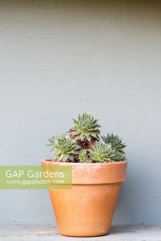 Les Sempervivums reposent toute l'année dans un pot en terre cuite dans un théâtre végétal peint en gris.