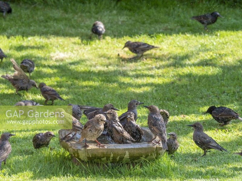 Jeunes étourneaux utilisant le bain d'oiseau de jardin