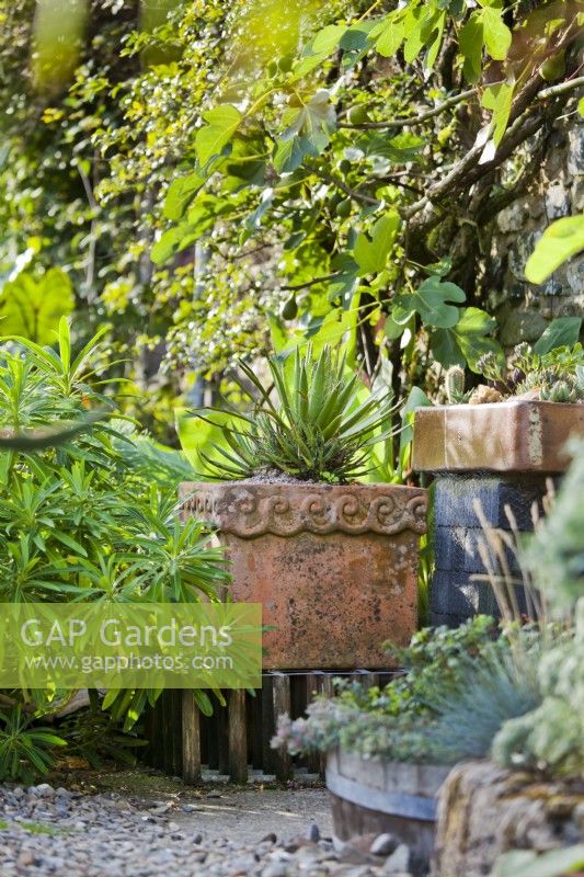 Pot d'argile ornemental surélevé à l'aloès, près d'une auge surélevée avec des plantes succulentes. Près d'Euphorbia et d'un Ficus formé par le mur - Fig.