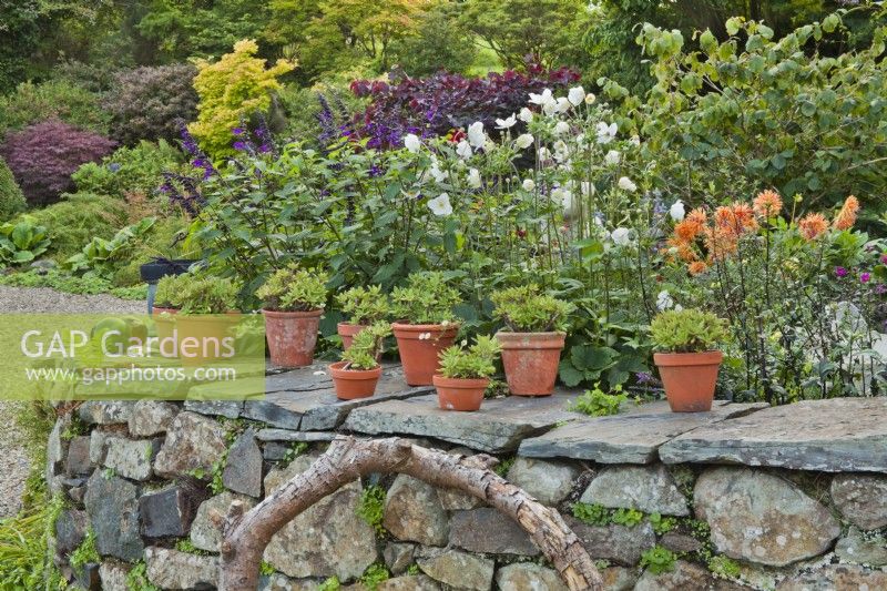 Mur de pierres sèches avec pots de plantes succulentes. Au-delà de Salvia 'Amistad', Dahlia 'Girafe', et Anémone.