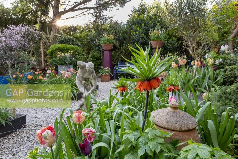 Petit jardin londonien au printemps avec collection de tulipes avec Fritillaria imperialis 'William Rex'