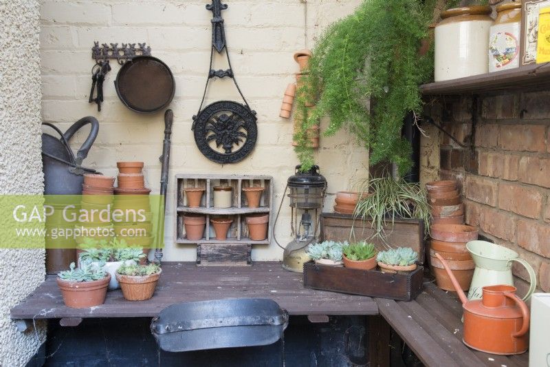 Vieux pots et pots en terre cuite sur des étagères en bois. Plantation d'Echeveria et de fougères