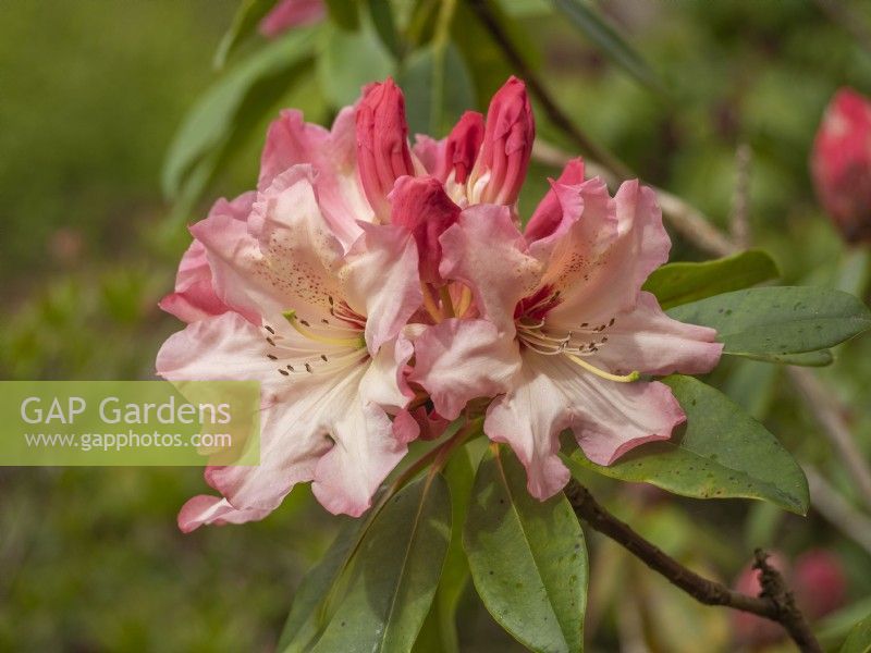 Camée Rhododendron 'Lems''
