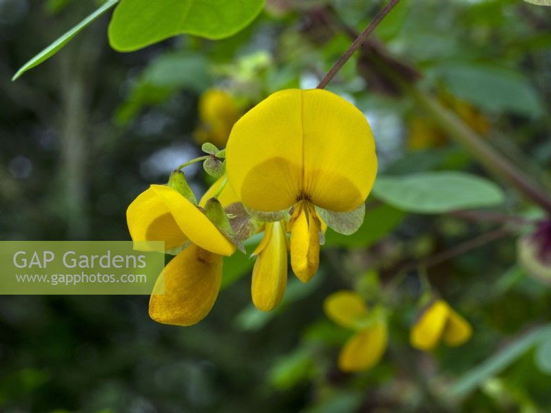 Amicia zygomeris - Amicia à feuilles de joug Fleurs jaunes à la mi-septembre