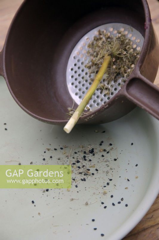 Nettoyer et conserver les graines d'Allium - Oignons. - à l'aide d'un tamis domestique pour enlever les balles